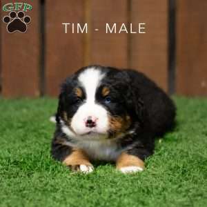 Tim, Bernese Mountain Dog Puppy
